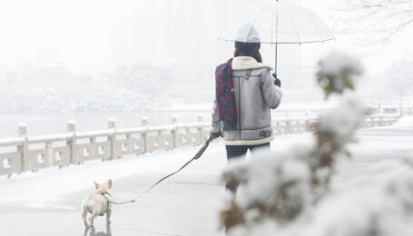 a woman walking her dog in the park carrying an umbrella