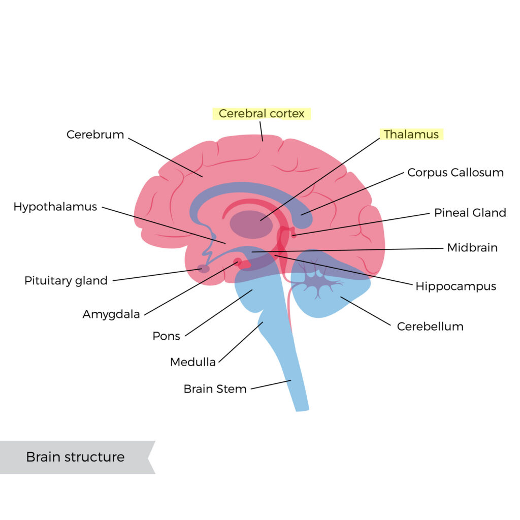 A vector isolated anatomical illustration of human brain components. Medical infographics with text captions, along with a sagittal view of the brain.